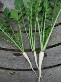 Baby Daikon (click for full sized image)