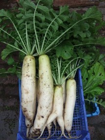 Daikon Harvested (click for full sized image)