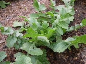 Daikon at 10 weeks (click for full sized image)