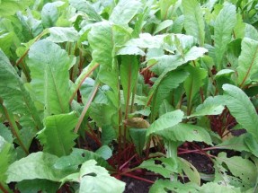 Red shiso leaves (click for full sized image)