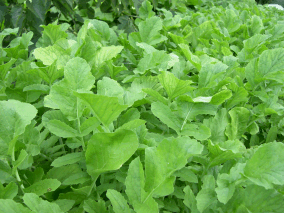 Daikon Bed (click for full sized image)