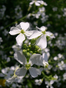 Daikon flowers (click for full sized image)