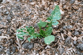Daikon Seedling (click for full sized image)