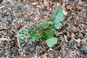 Daikon Seedling (click for full sized image)