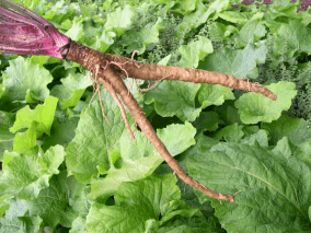 Gobo harvested (click for full sized image)