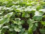 Alexanders at Namayasai