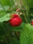 Alpine Strawberry