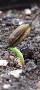 Ashitaba emerging (click for full sized image)
