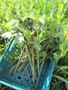 Ashitaba harvested at Namayasai