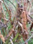 Azuki bean pods