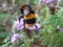 Bee on Phacelia (click for full sized image)