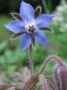 Borage Flower (click for full sized image)