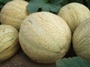 Namayasai Charantais melon harvest