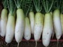 Daikon harvest