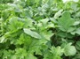 Daikon and Wasabina (click for full sized image)