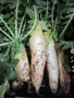 Daikon harvested at Namayasai