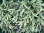 Edamame harvest