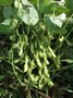 Edamame 65 pods on a stem (click for full sized image)
