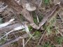Fennel (click for full sized image)