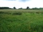 Hedge-planting