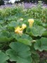 Kabocha (click for full sized image)