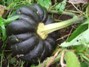 Kabocha Kogiku of Kanda (click for full sized image)
