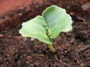 Kaki or Ginkgo (click for full sized image)