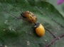 Ladybird on Nasu