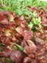 Lettuce