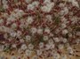Lettuce seed saving at Namayasai