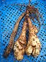 Naga-imo tubers (click for full sized image)