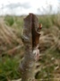 Nashi Chip Budding