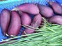 Nasu harvest (click for full sized image)
