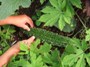 Nigauri harvest (click for full sized image)