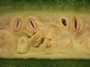 Nigauri (click for full sized image)