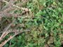 Clover and Phacelia (click for full sized image)