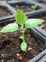 Russian Mulberry (click for full sized image)