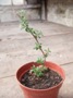 Sea Buckthorn (click for full sized image)
