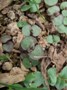 Shiso