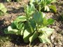 Soramame
