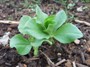 Soramame