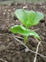 Soramame at Namayasai