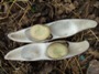 Soramame seed saving at Namayasai