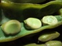 Cooked soramame beans