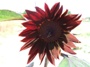 Sunflower (click for full sized image)