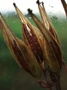 Milkweed