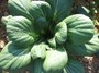 Tatsoi