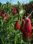 Vetch Clover Rye
