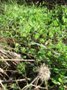 Vetch Clover Rye regenerating