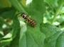 Wasp (click for full sized image)